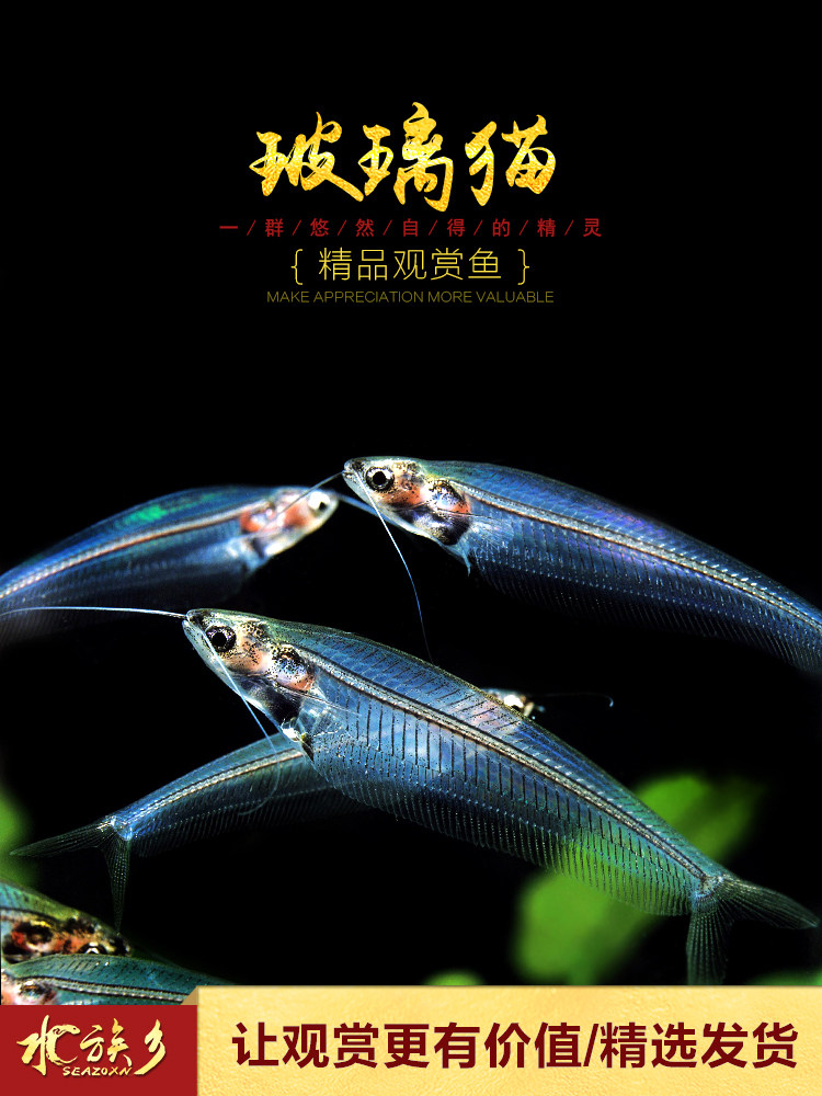 Glass cat Tropical freshwater grass tank box Ornamental live pet Blue three-wire transparent ghost cat Fish group swimming small fish