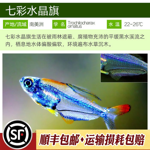 南美进口小型灯科鱼稀有品种