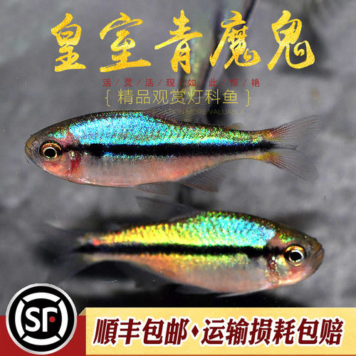 皇室青魔鬼灯鱼热带鱼草缸群游高端南美七彩魔鬼鱼巴西ye生鱼活体 - 封面