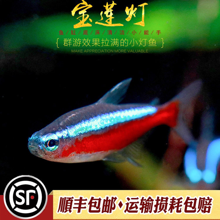 宝莲灯鱼印尼人工巴西原生哥伦比亚小型群游红鼻剪刀红绿灯活体鱼