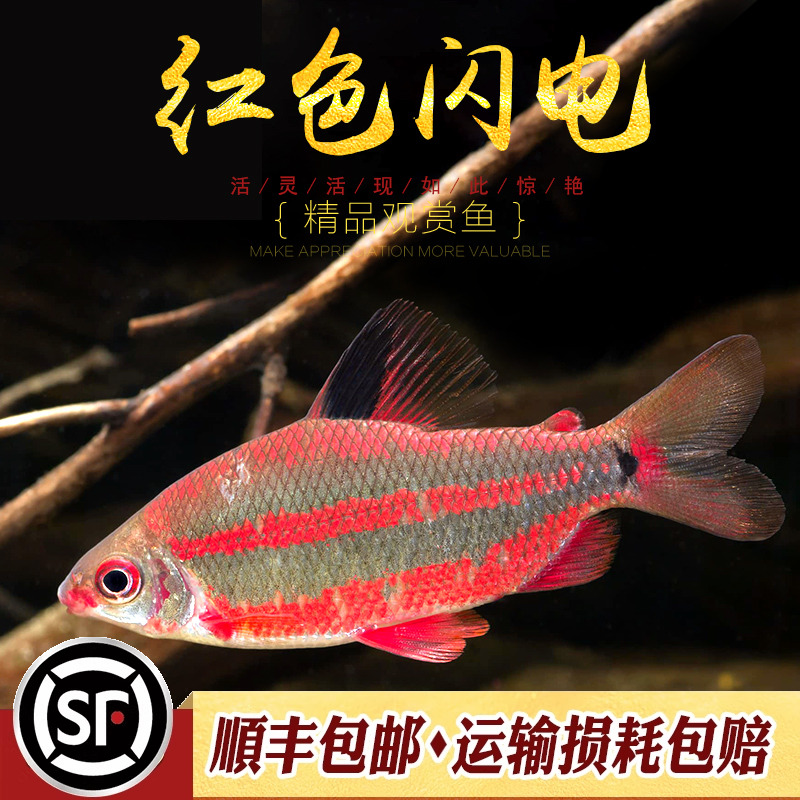 热带观赏红翅绿皇冠闪电鱼