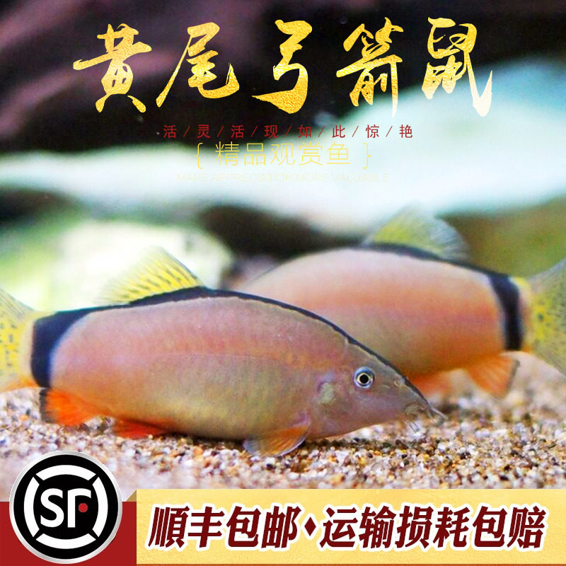 黄尾弓箭鼠泰国进口莫尔沙鳅小型淡水弓背鼠观赏鱼工具型翻砂活体,宠物/宠物食品及用品,鱼,淘宝优惠券,粉丝福利购,淘宝优惠卷