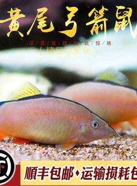 黄尾弓箭鼠泰国进口莫尔沙鳅小型淡水弓背鼠观赏鱼工具型翻砂活体