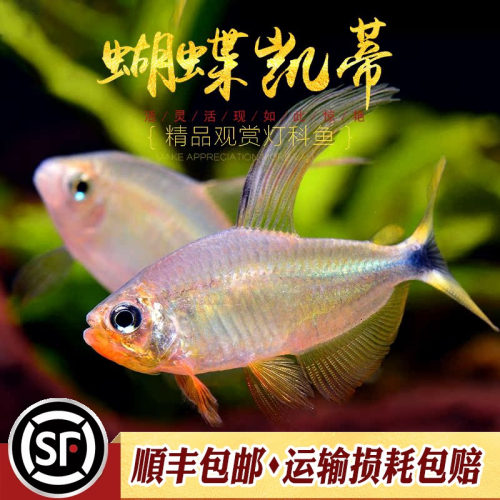 南美草缸小型灯鱼蝴蝶凯蒂