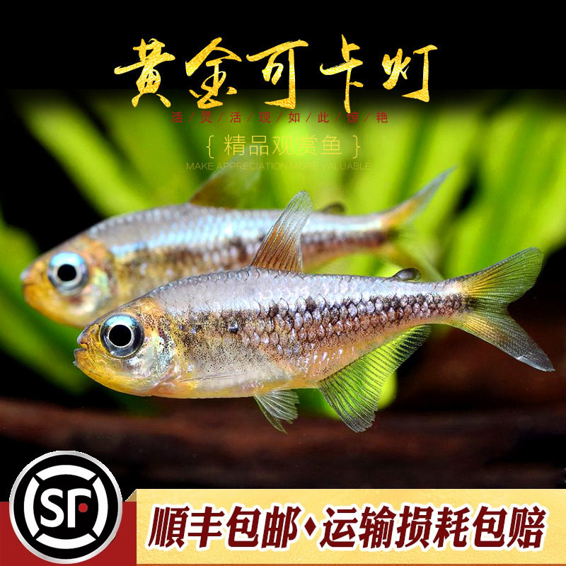 黄金可卡灯鱼南美进口F1黄金白金可卡霓虹帝王灯珍惜观赏鱼活体鱼