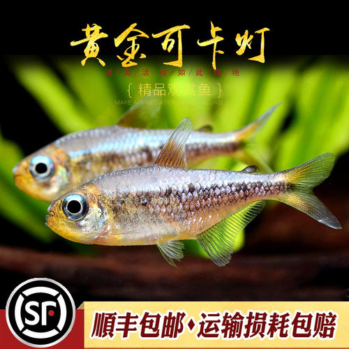 黄金可卡灯鱼南美进口F1黄金白金可卡霓虹帝王灯珍惜观赏鱼活体鱼 - 封面