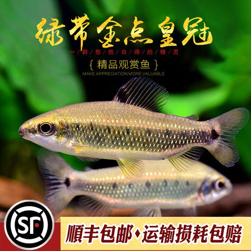 绿带金点皇冠灯鱼非洲进口高端稀有中型群游鱼经典吃黑毛丝藻活体 - 封面