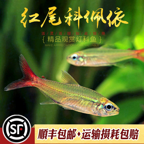 红尾佩依翠绿南美稀有高端灯科鱼