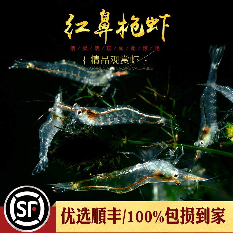 红鼻枪虾细足米虾印度金红鼻虾草缸淡水观赏虾工具除藻虾原生虾米
