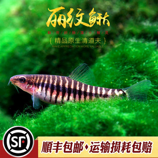 丽纹鳅云南斑马鳅淡水观赏鱼冷水不加温底层工具鱼群游热带鱼活体