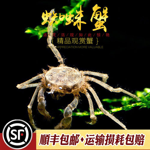 蜘蛛蟹泰国进口迷你贝骚深水活体