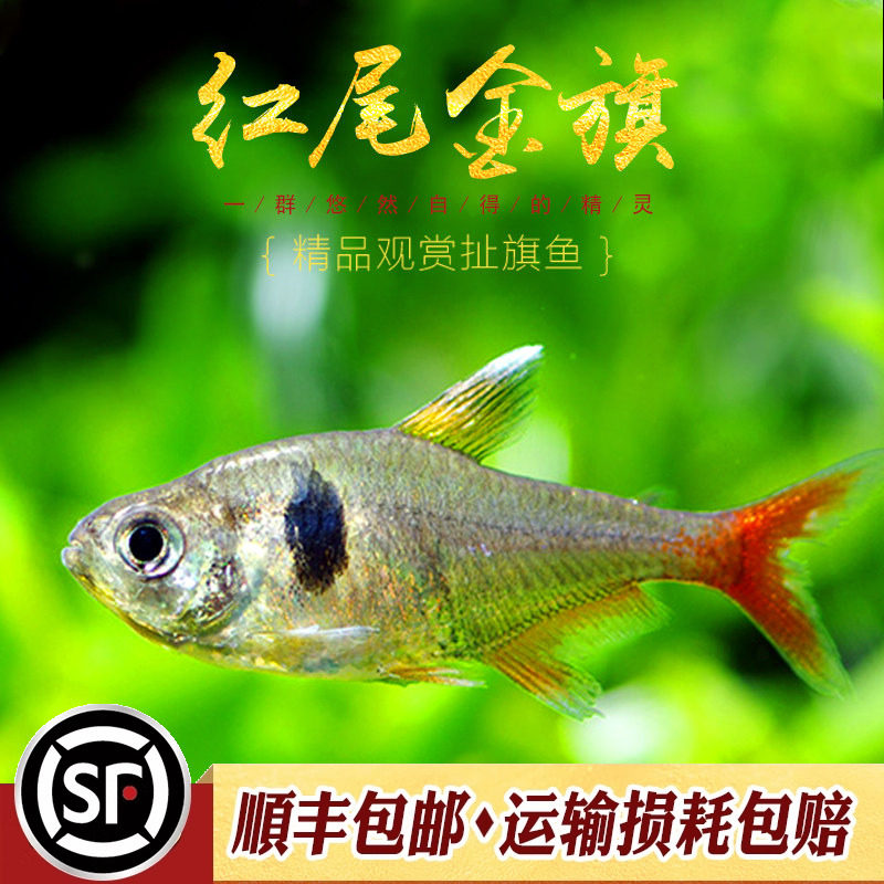 红尾金旗鱼小型热带鱼水草缸扯旗类粉红大勾玫瑰鳍群游观赏鱼活体
