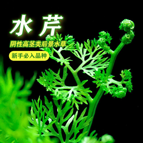 水芹水草鱼缸新手中后景草