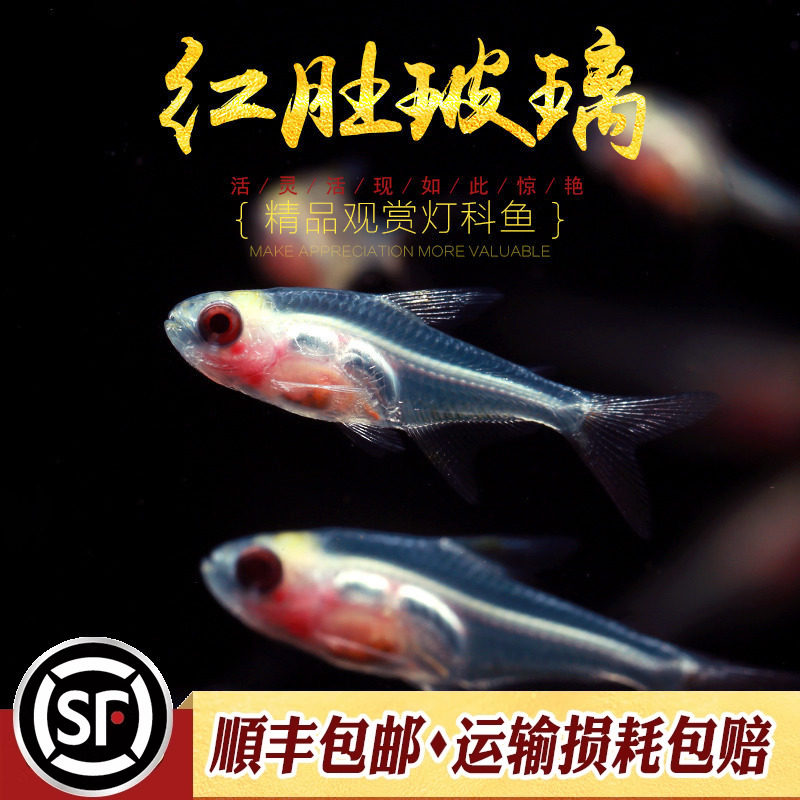 红肚玻璃灯淡水热带观赏鱼草缸群游透明霓虹七彩拉拉黄扯旗活体鱼