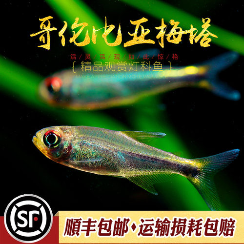 哥伦比亚梅塔灯鱼南美热带草缸