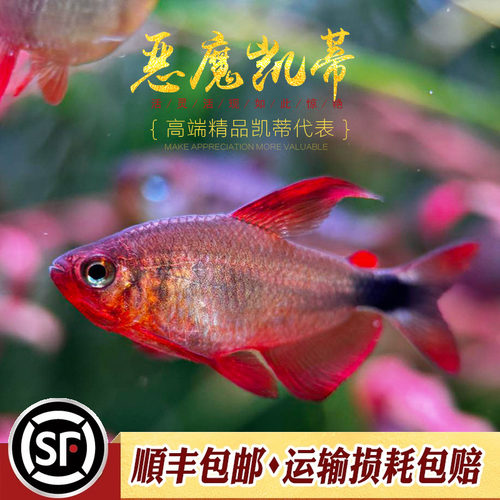 恶魔凯蒂灯鱼稀有高端南美鱼