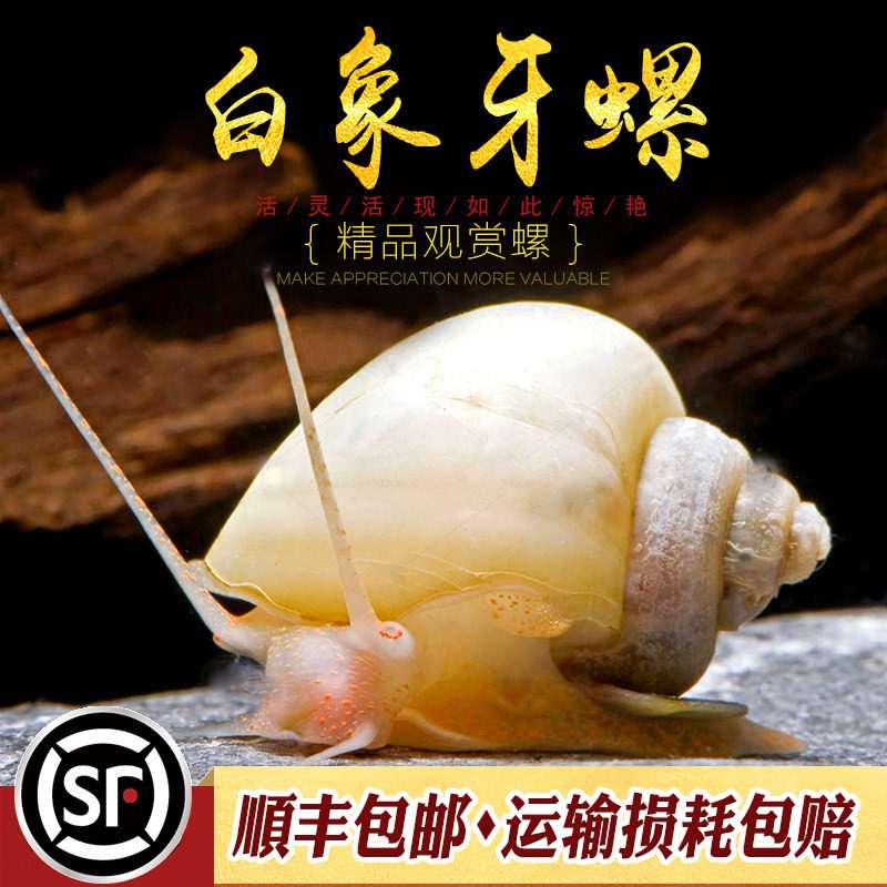 白象牙螺淡小水鱼缸除藻宠物观赏白玉神秘螺活体清理鱼粮残渣活体