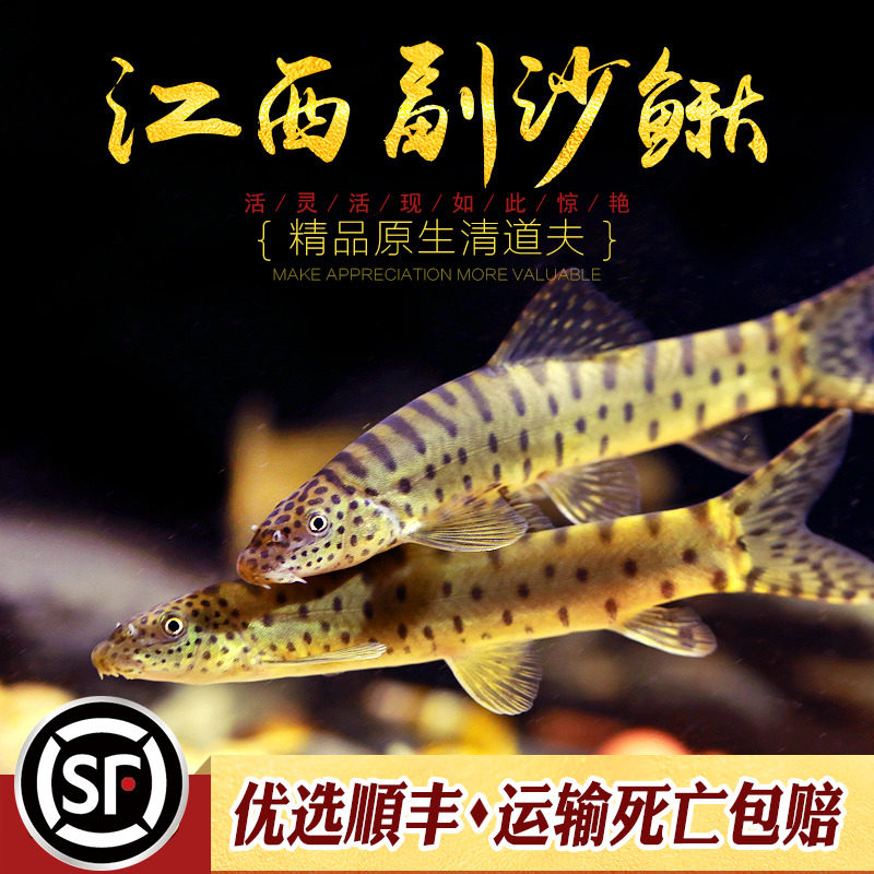 江西副沙鳅原生底层鱼花斑副沙鳅啃藻工具鱼溪流鱼淡水冷水鱼活体