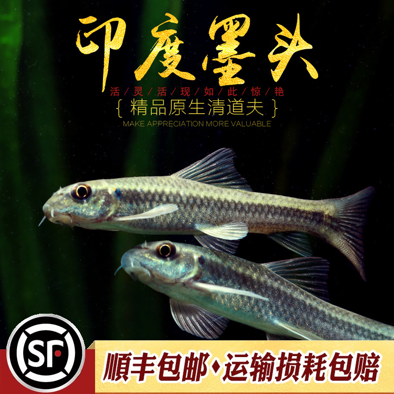 印度墨头鱼热带淡水工具鱼