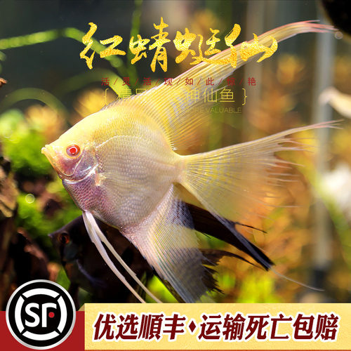 草缸神仙观赏鱼热带高鳍拉丝