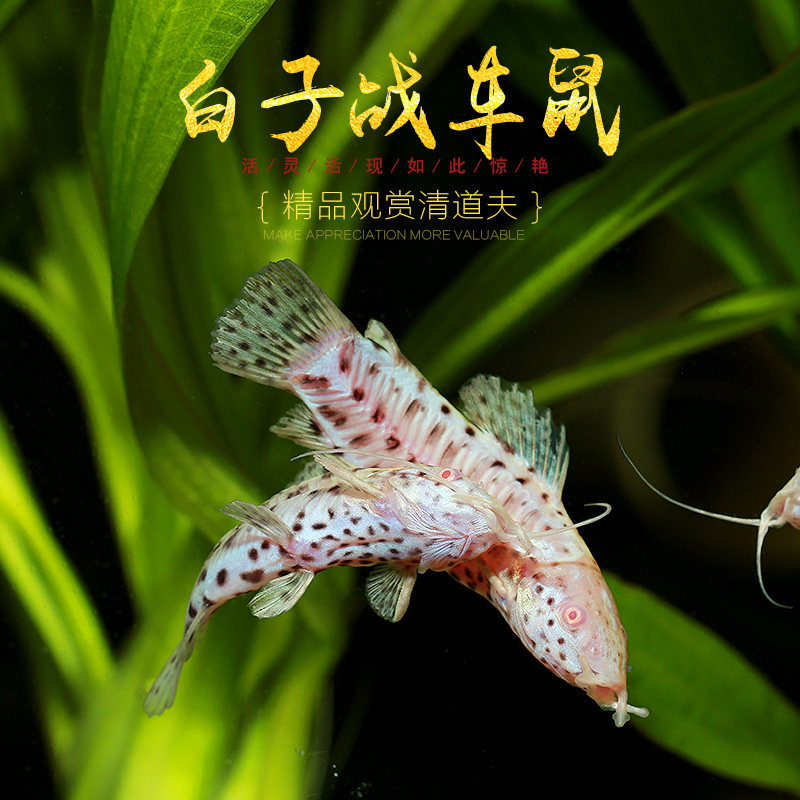 白子战车鼠鱼热带观赏鱼飞凤白化战车老鼠鱼观赏鱼工具底栖鱼活体 - 实物图