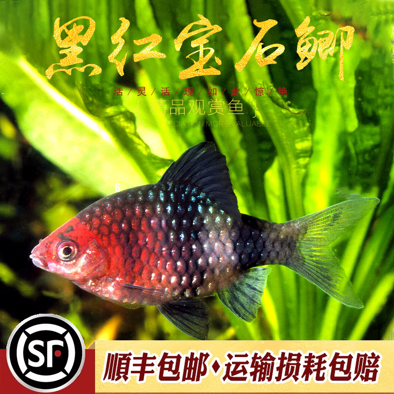 东南亚鲜有流通的品种黑红宝石鲫
