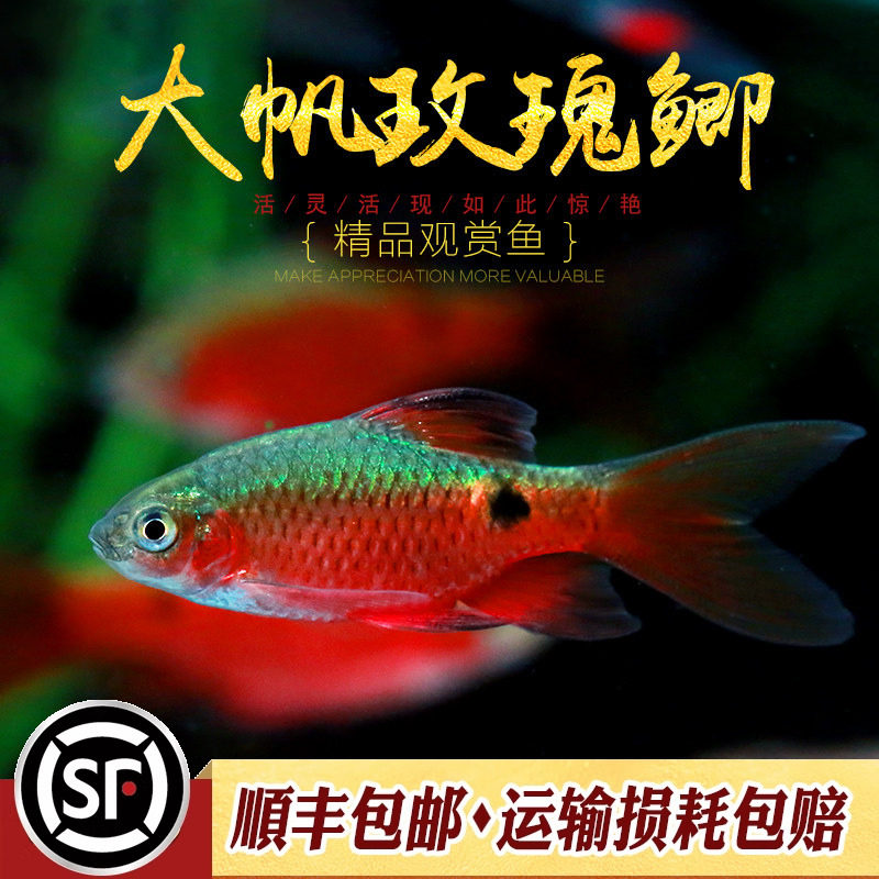 大帆玫瑰鲫鱼水草缸冷水鱼小型观赏鱼红玫瑰宝石鲫金元宝新手活体