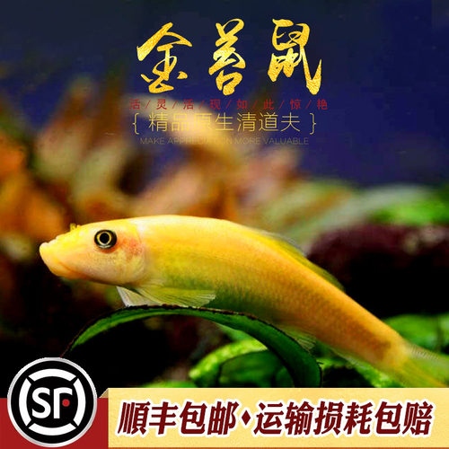 花斑活体清道夫金苔鼠