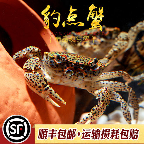 原生豹纹芝麻深水吃虫除藻螃蟹