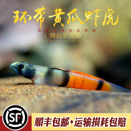 环带黄瓜虾虎淡水枝桠淡水活体鱼