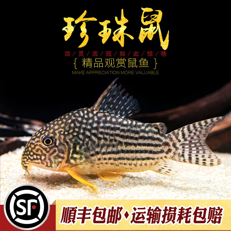黄翅珍珠鼠鱼满天星红翅茉莉豹鼠水草缸吃垃圾清洁工具底层鱼活体