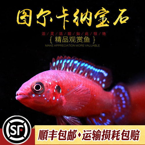 非洲图尔卡纳宝石水族乡短鲷