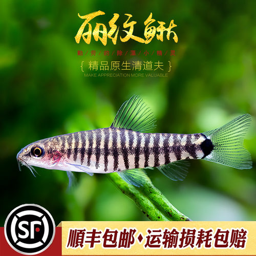 丽纹鳅云南斑马鳅淡水观赏鱼冷水不加温底层工具鱼群游热带鱼活体 - 封面