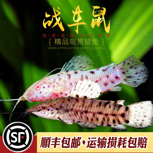 热带淡水鱼活体倒吊猫