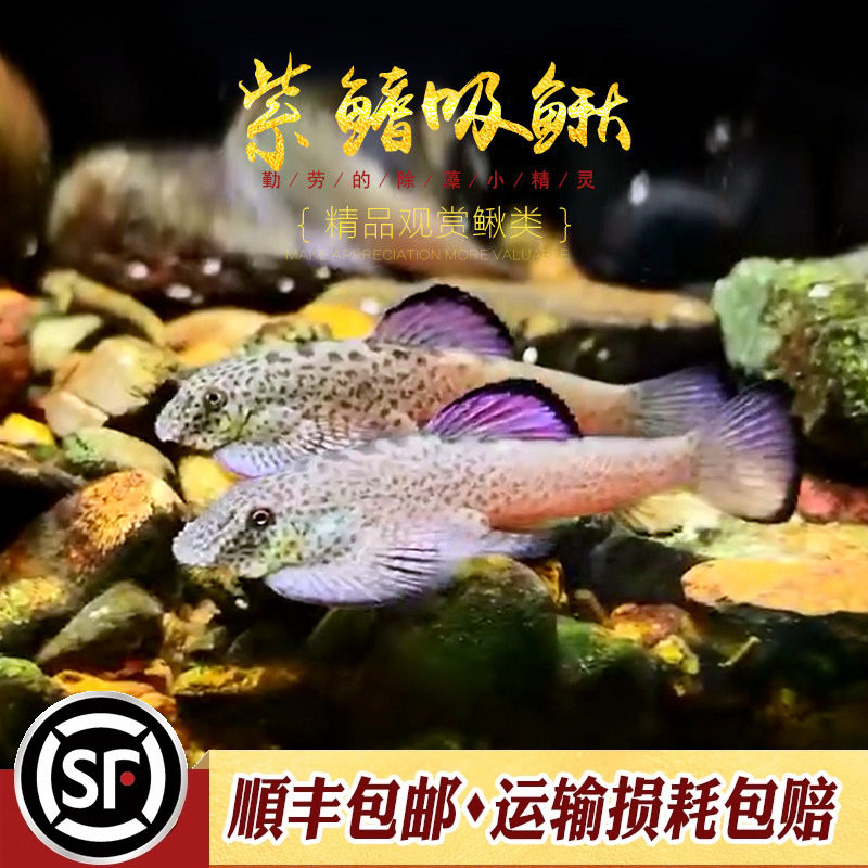 紫鳍吸鳅鱼原生冷水工具鱼清道夫除藻能手麦氏方氏圆斑拟腹活体鱼