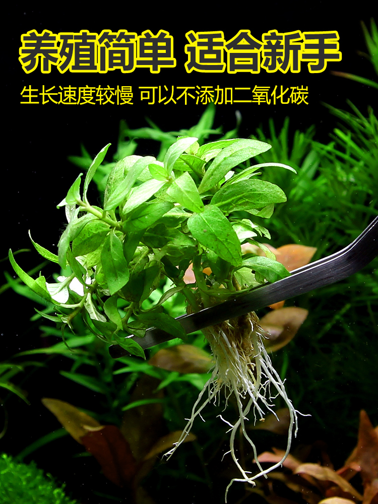 [水族乡]前景水草优质正宗南美叉柱花叉柱青叶柳鱼缸造景推荐