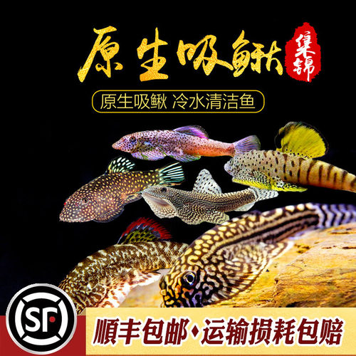 清洁工具吸鳅活体观赏鱼