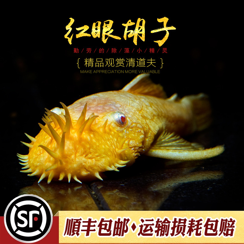 除藻效果与颜值非常高的工具鱼
