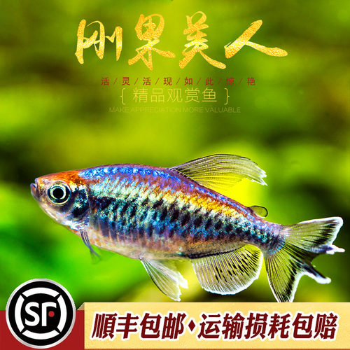 刚果美人鱼草缸非洲热带观赏鱼