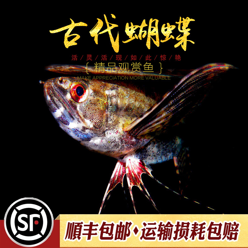 古代大型淡水缸进口活体蝴蝶鱼