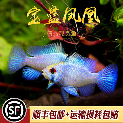 宝蓝凤凰鱼草缸淡水小型热带鱼