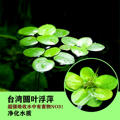 水族台湾圆叶浮萍水草乌龟推荐
