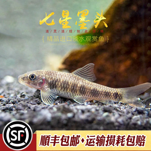 七星墨头鱼缅甸斑点墨头除藻鱼