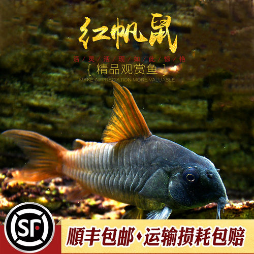 红帆鼠南美进口底栖鱼热带鱼鼠鱼