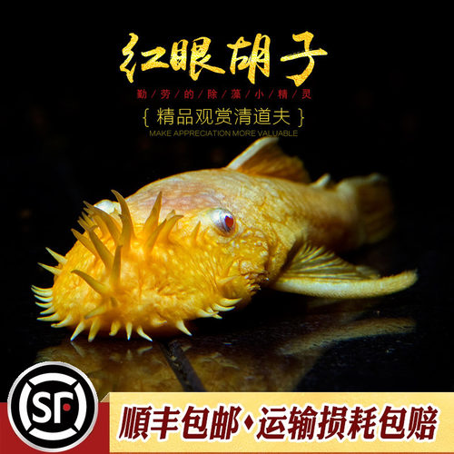 除藻效果与颜值非常高的工具鱼