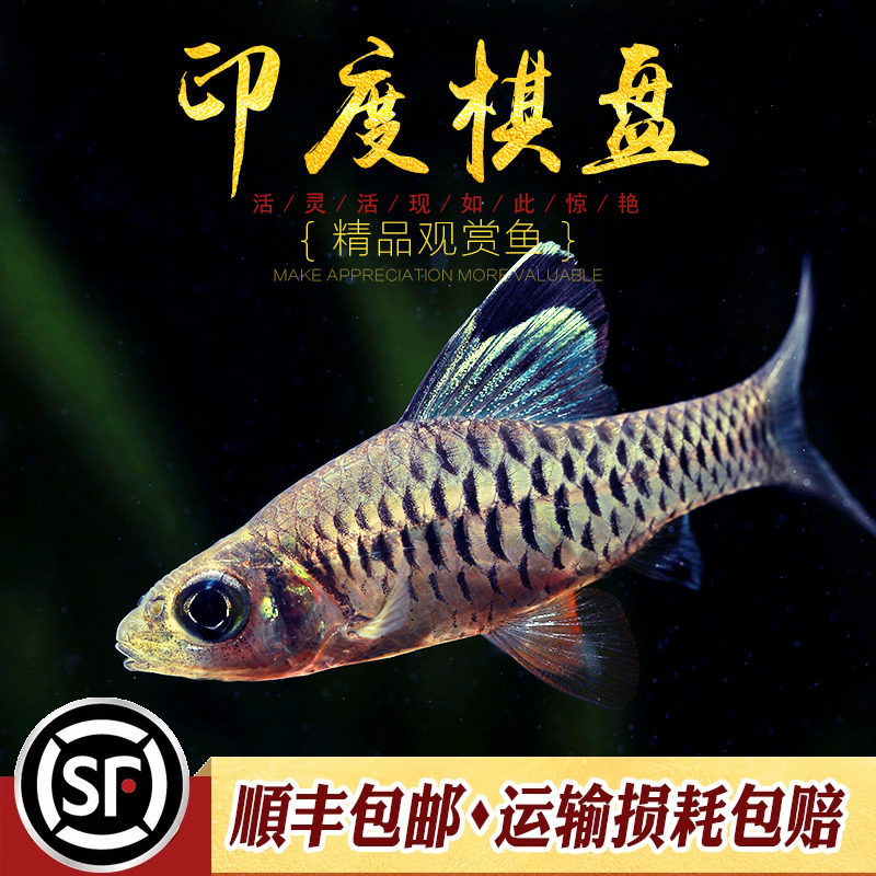 印度棋盘鲫小型淡水观赏鱼