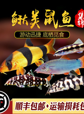 沙鳅类鼠鱼红尾蓝皮鼠三间鼠银河潜艇鼠Y纹鼠底栖翻砂工具鱼