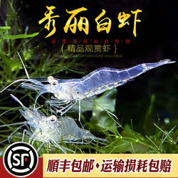 秀丽白虾太湖白虾水族草缸除丝藻工具虾观赏虾米虾生态缸造景活体