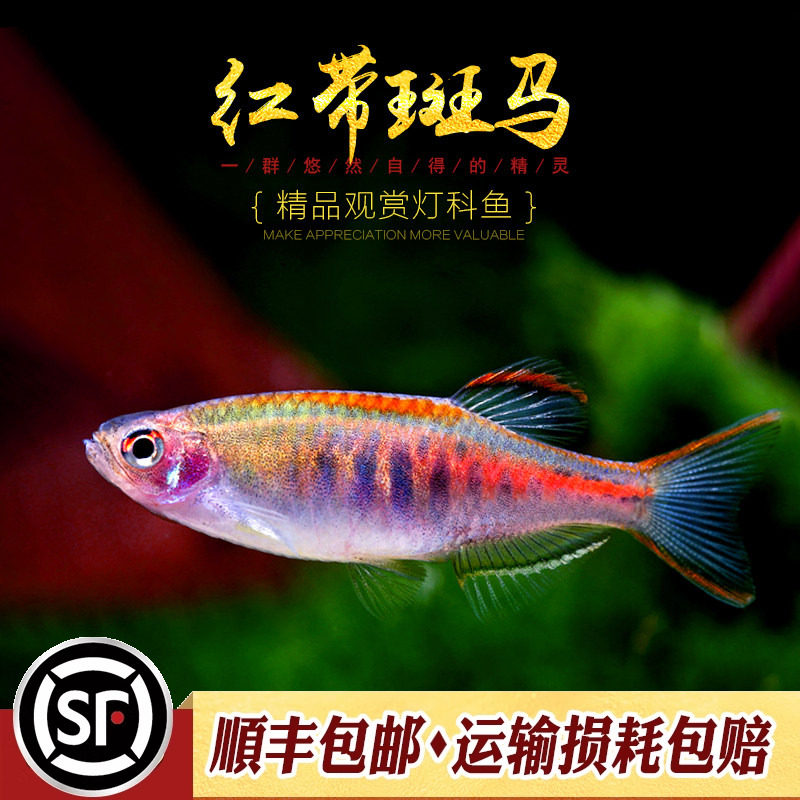 红带斑马鱼水草缸小型群游灯科鱼荧光红紫虹带斑班马蓝带鱼活体鱼