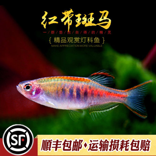 小型群游荧光蓝带斑马鱼
